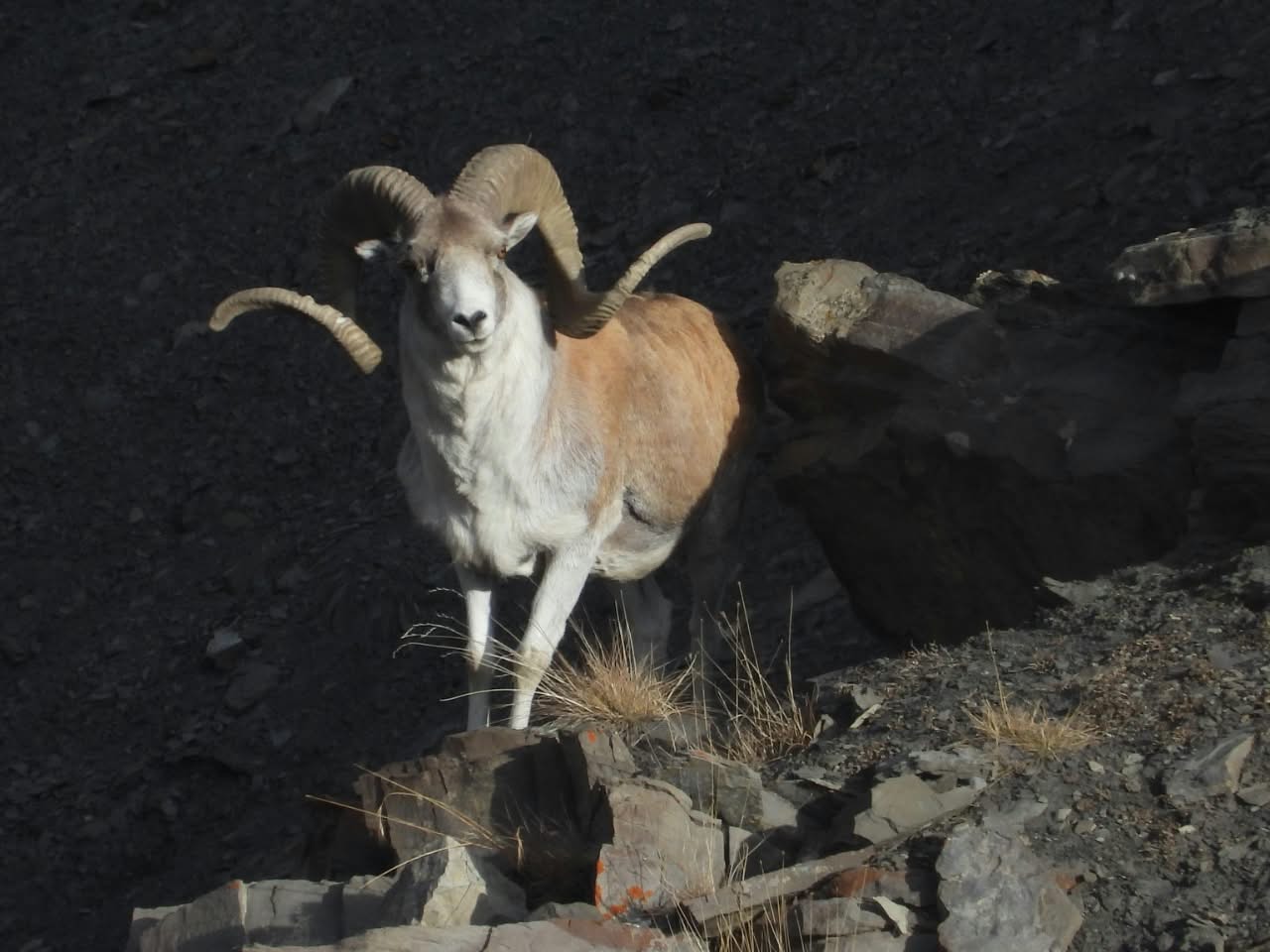 Marco Polo argali ram standing on rocks