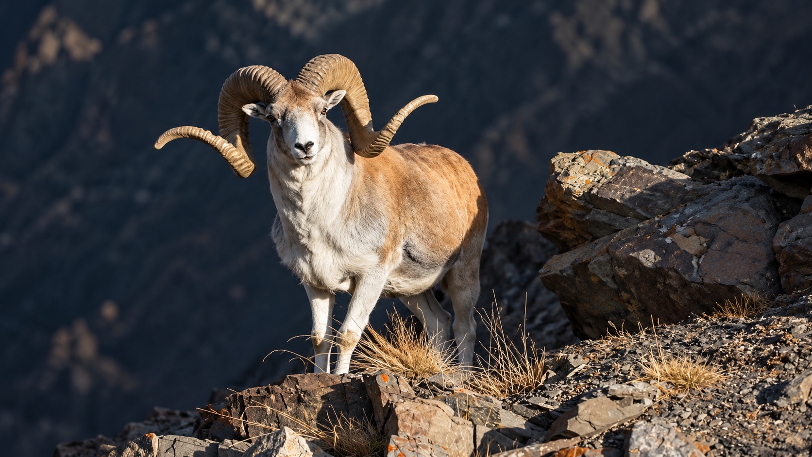 Marco Polo argali ram on a rocky mountain ledge